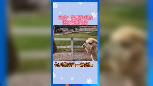 娱乐吃瓜宣传片,揭秘娱乐圈幕后故事