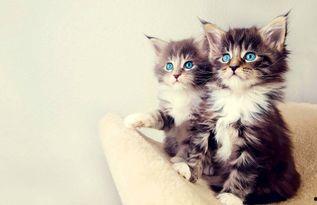 娱乐吃瓜酱猫咪视频,萌态十足，网友直呼“太可爱了！”