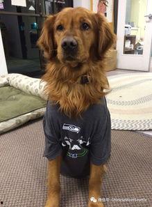 娱乐吃瓜汪星人是谁